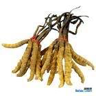 朝阳区回收冬虫夏草13381455448收购礼品 朝阳区回收冬虫夏草13381455448收购礼品